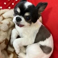 画像1447：パピヨンの保護犬