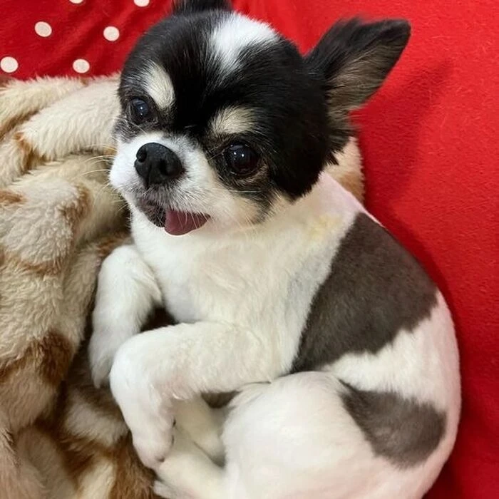 画像1447：パピヨンの保護犬