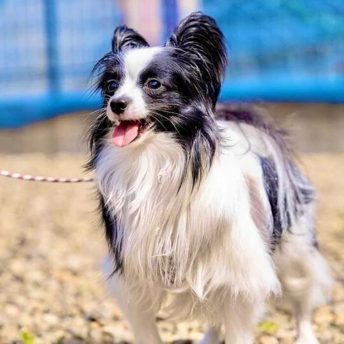 画像1449：パピヨンの保護犬