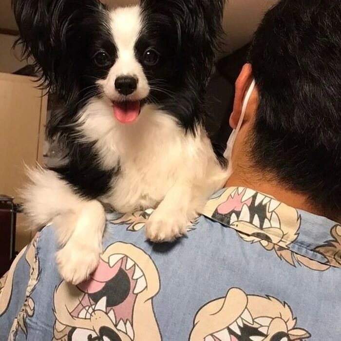 画像1450：パピヨンの保護犬