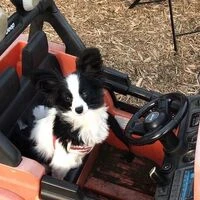 画像1453：パピヨンの保護犬