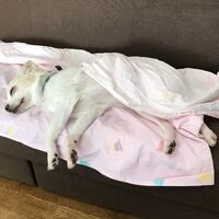 画像1457：パピヨンの保護犬