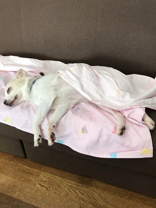 画像1457：パピヨンの保護犬
