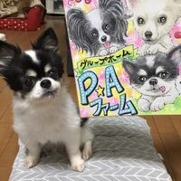画像1463：パピヨンの保護犬
