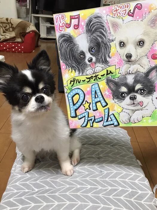 画像1463：パピヨンの保護犬