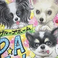 画像1466：パピヨンの保護犬