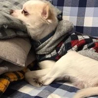 画像1467：パピヨンの保護犬