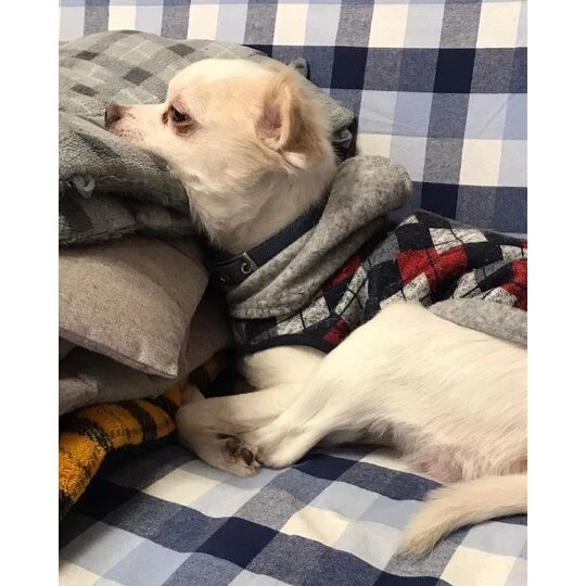 画像1467：チワワの保護犬