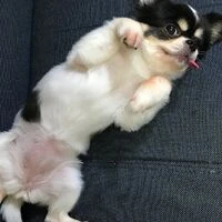 画像1473：パピヨンの保護犬