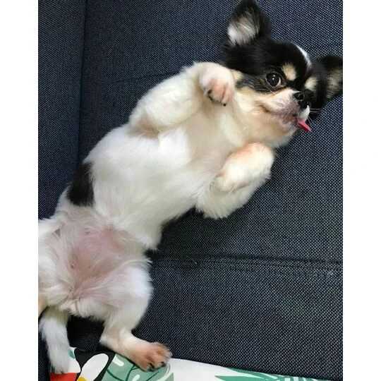 画像1473：チワワの保護犬