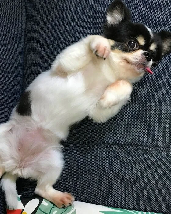 画像1473：パピヨンの保護犬