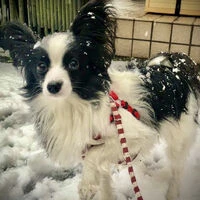 画像1476：パピヨンの保護犬