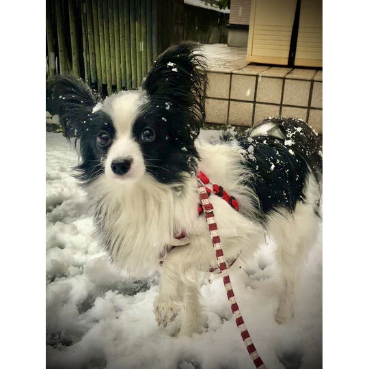 画像1476：パピヨンの保護犬