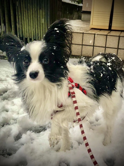 画像1476：パピヨンの保護犬