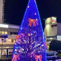 画像1483：パピヨンの保護犬