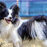 画像1486：パピヨンの保護犬