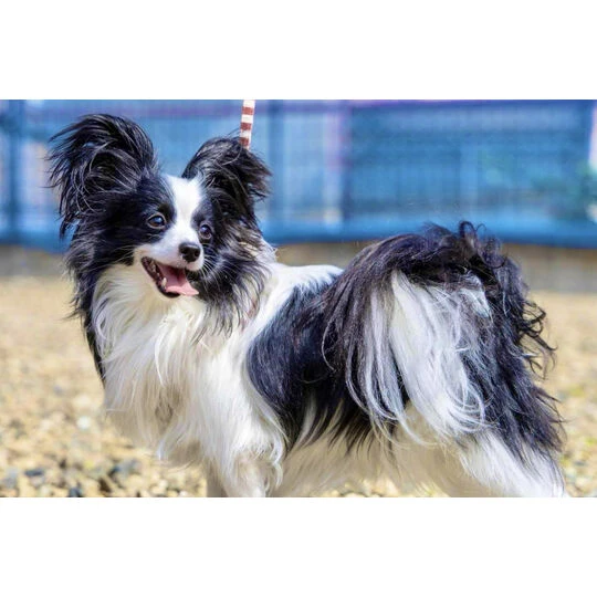 画像1486：パピヨンの保護犬