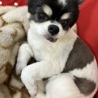 画像1489：パピヨンの保護犬