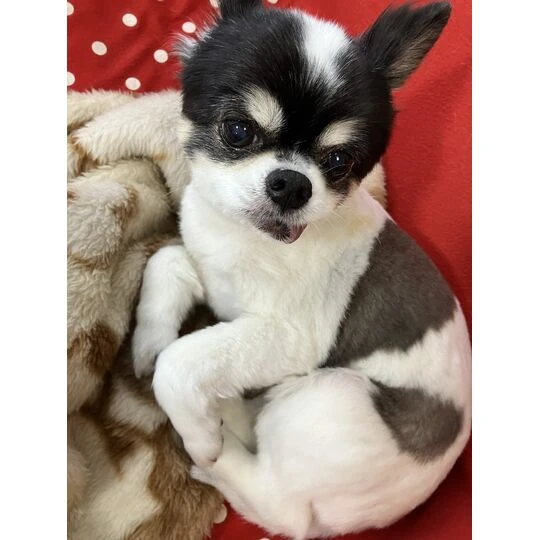 画像1489：チワワの保護犬