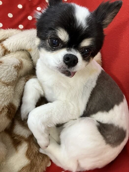画像1489：パピヨンの保護犬
