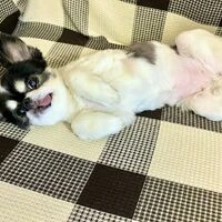 画像1492：パピヨンの保護犬