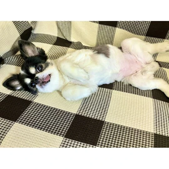 画像1492：チワワの保護犬