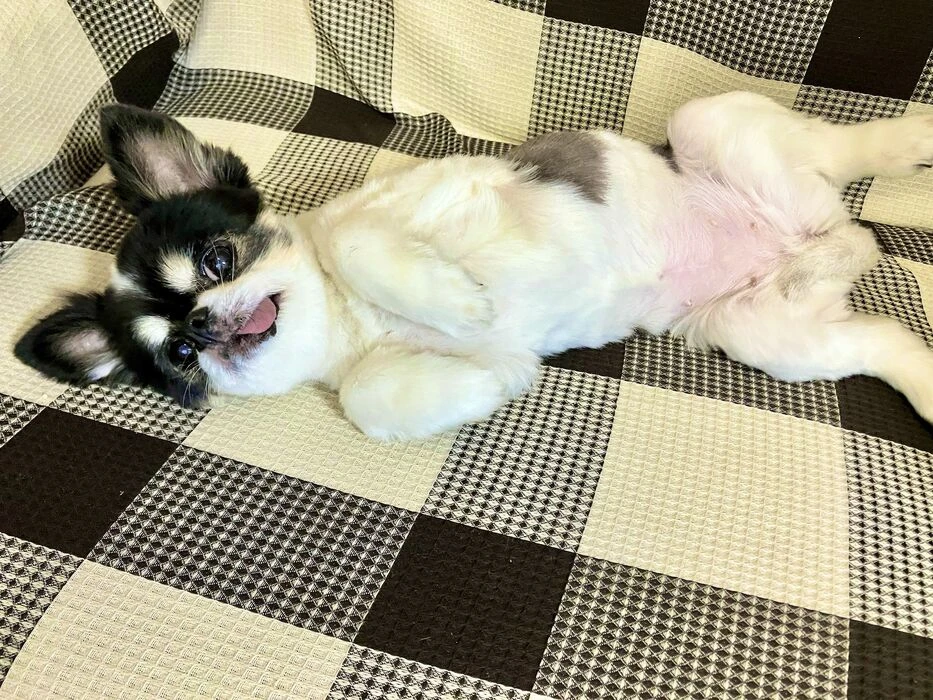 画像1492：パピヨンの保護犬