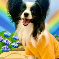 画像1495：パピヨンの保護犬