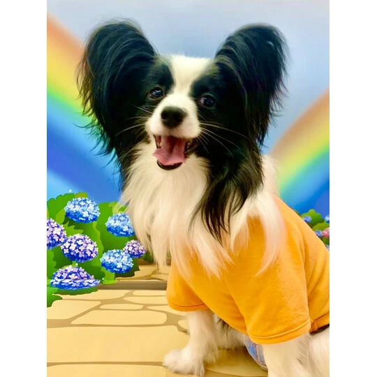 画像1495：パピヨンの保護犬