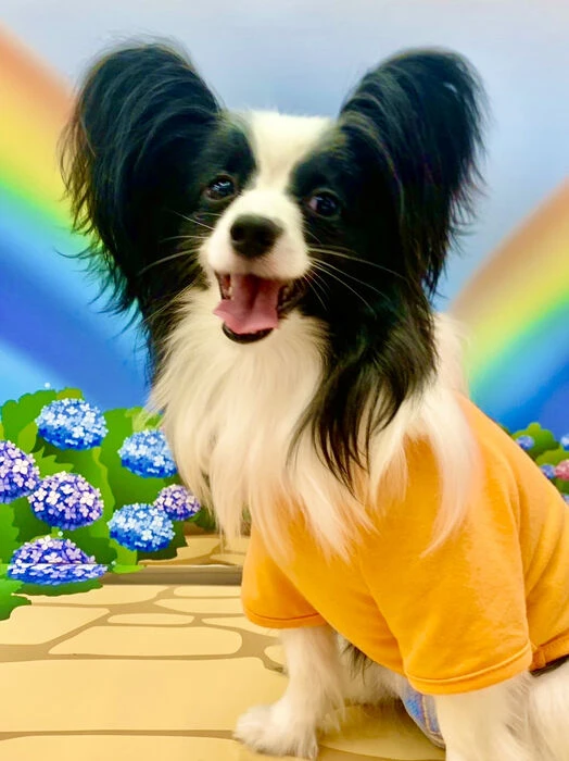 画像1495：パピヨンの保護犬