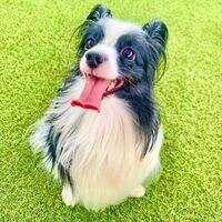 画像1498：パピヨンの保護犬