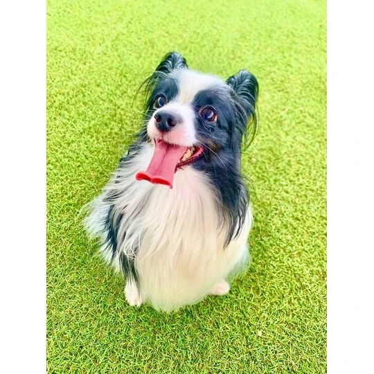 画像1498：パピヨンの保護犬