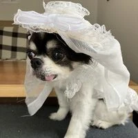 画像1501：パピヨンの保護犬