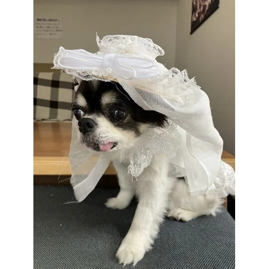 画像1501：チワワの保護犬