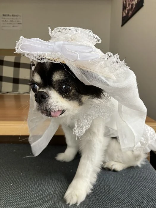 画像1501：パピヨンの保護犬