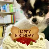 画像1504：パピヨンの保護犬