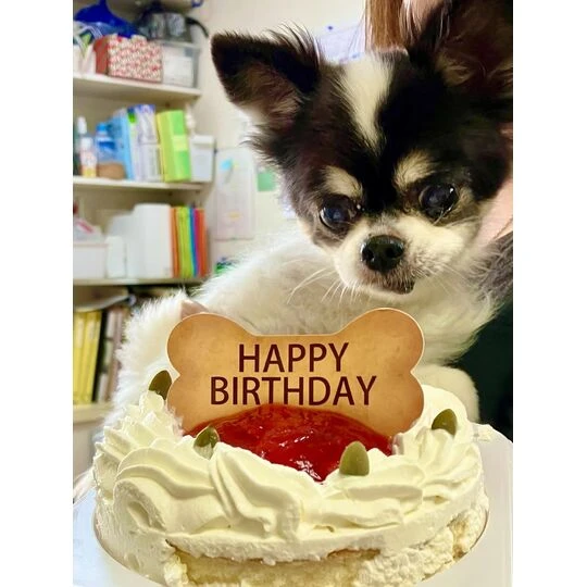 画像1504：チワワの保護犬