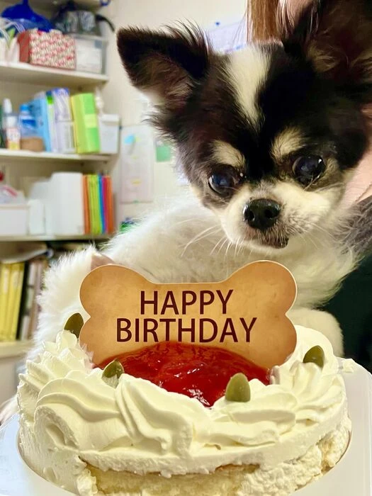 画像1504：パピヨンの保護犬