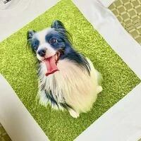 画像1522：パピヨンの保護犬