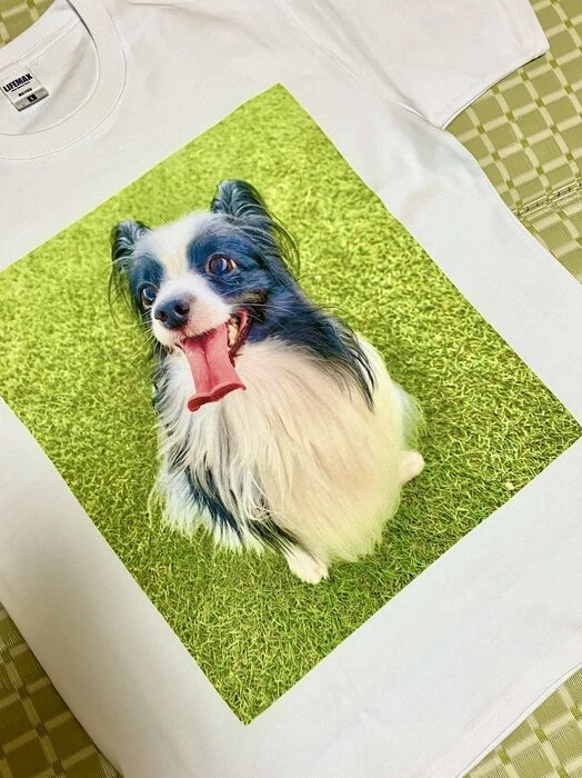画像1522：パピヨンの保護犬