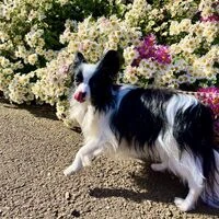 画像1531：パピヨンの保護犬