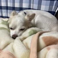 画像1534：パピヨンの保護犬
