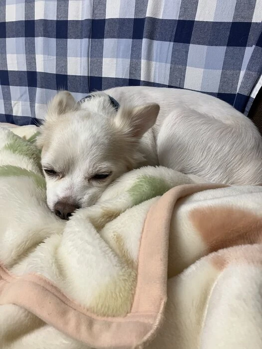 画像1534：パピヨンの保護犬