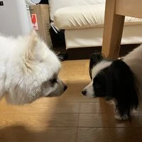 画像1540：パピヨンの保護犬