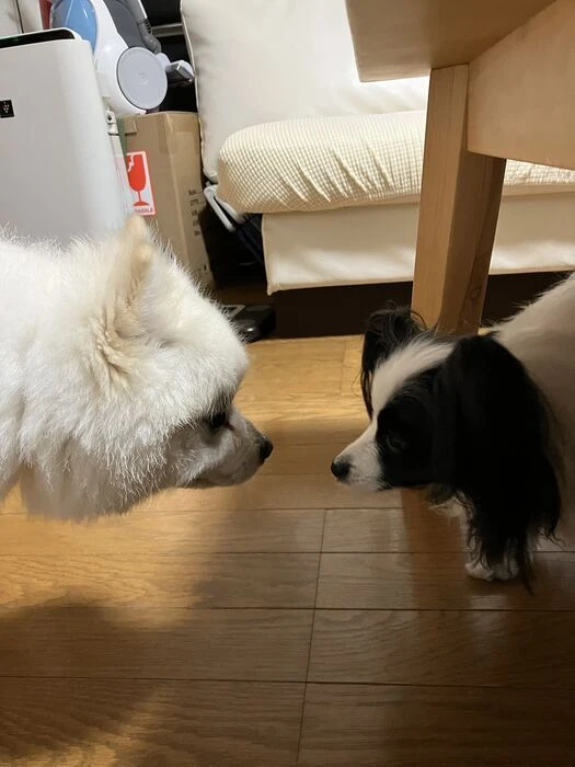 画像1540：パピヨンの保護犬
