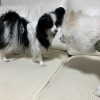 画像1543：パピヨンの保護犬