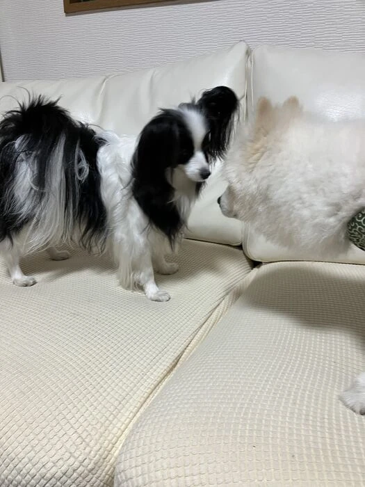 画像1543：パピヨンの保護犬