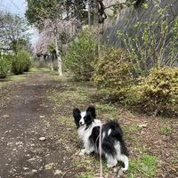 画像1546：パピヨンの保護犬