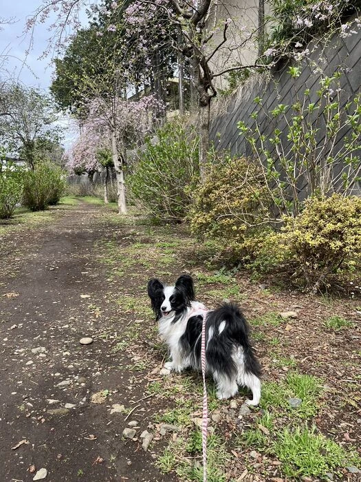 画像1546：パピヨンの保護犬