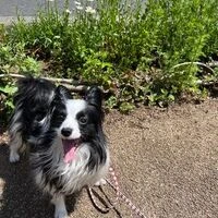 画像1549：パピヨンの保護犬